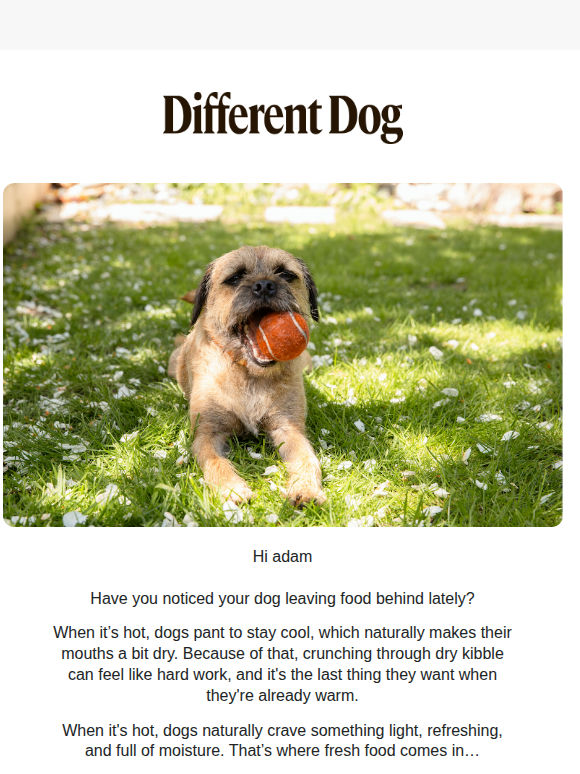 Is the summer heat making your dog  a fussy eater? 🐾