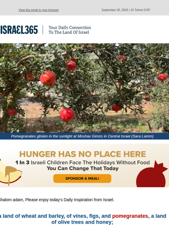 Pomegranate Picking